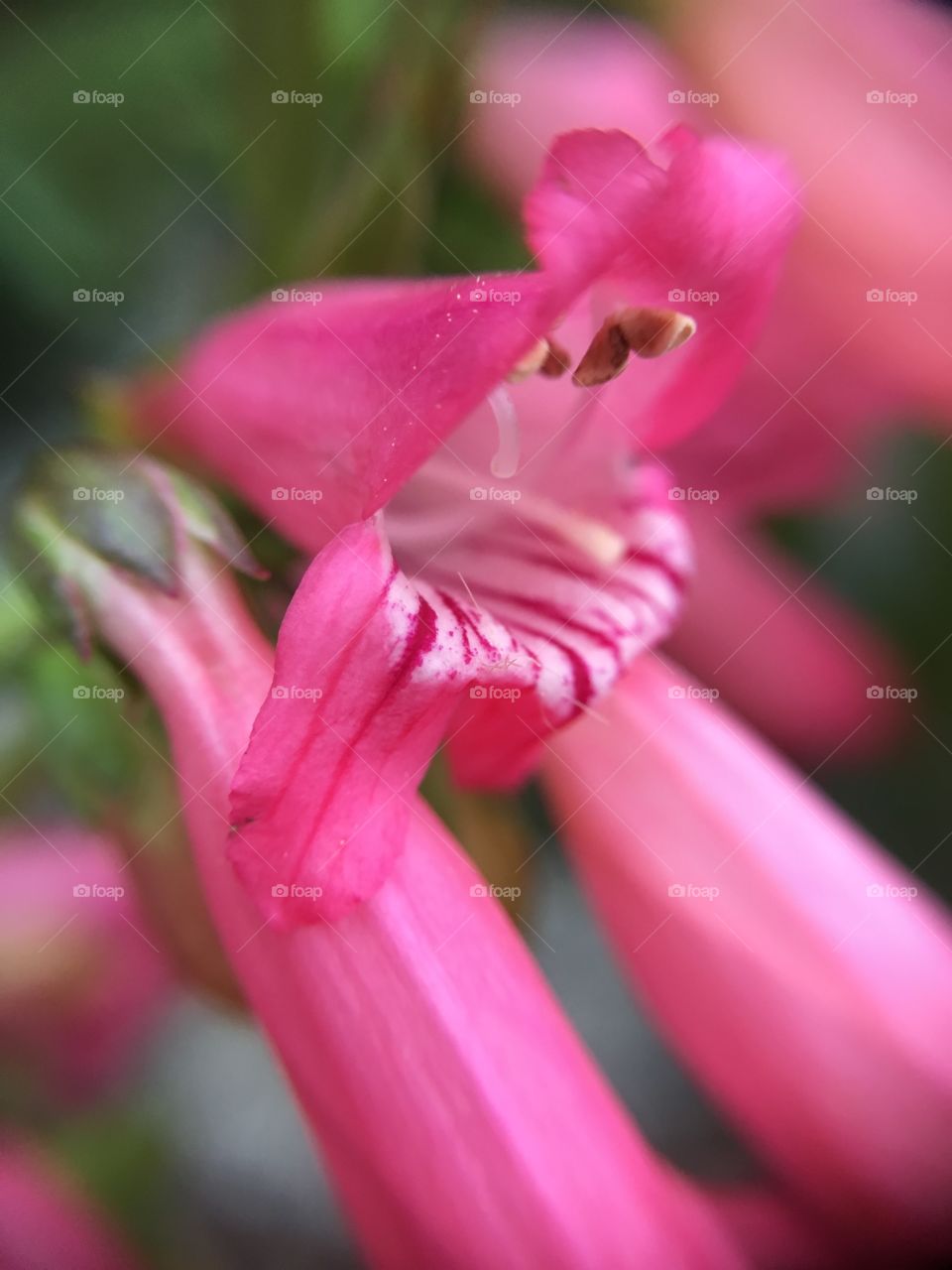 Pink flowers