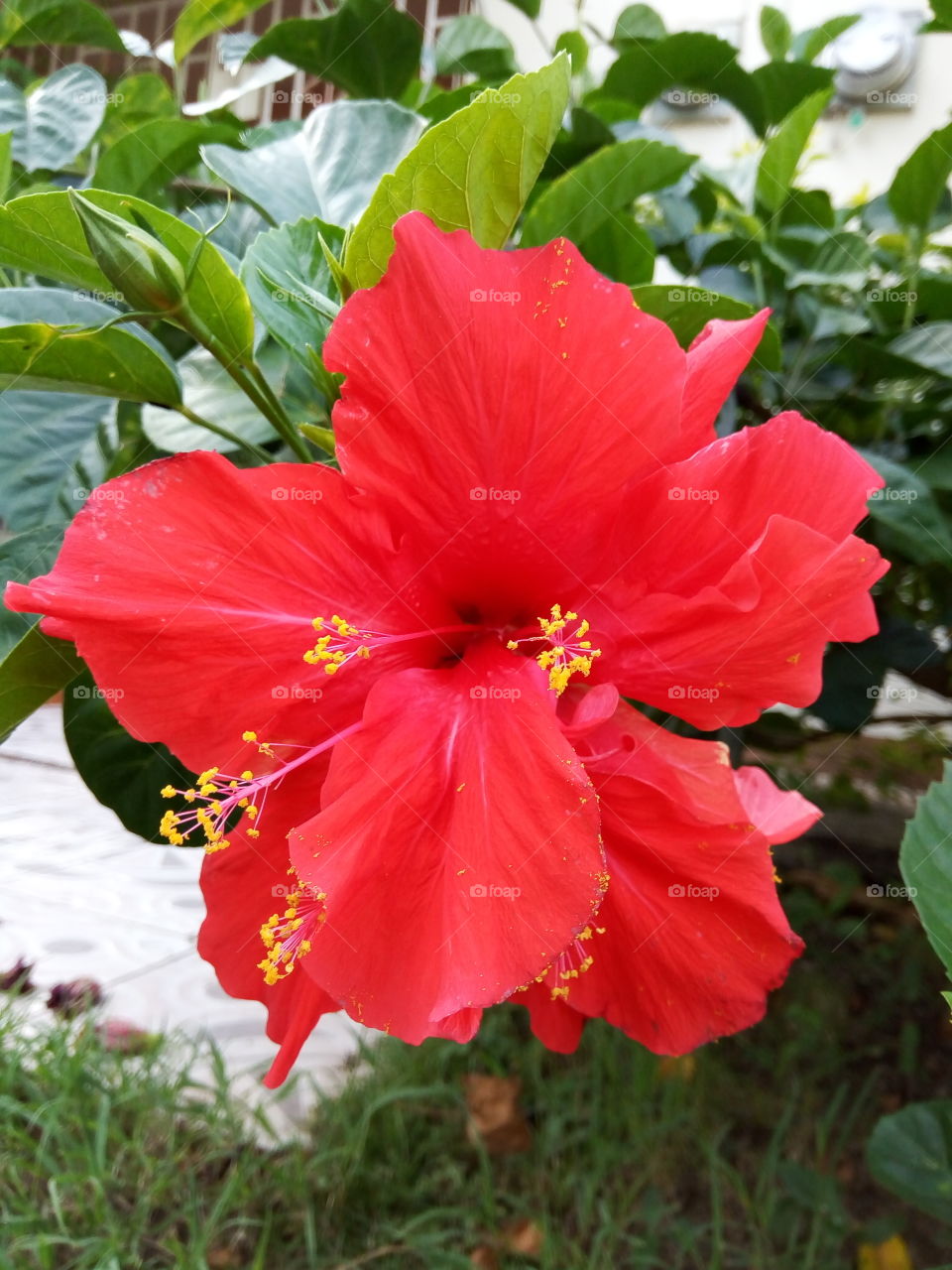 hibiscus
