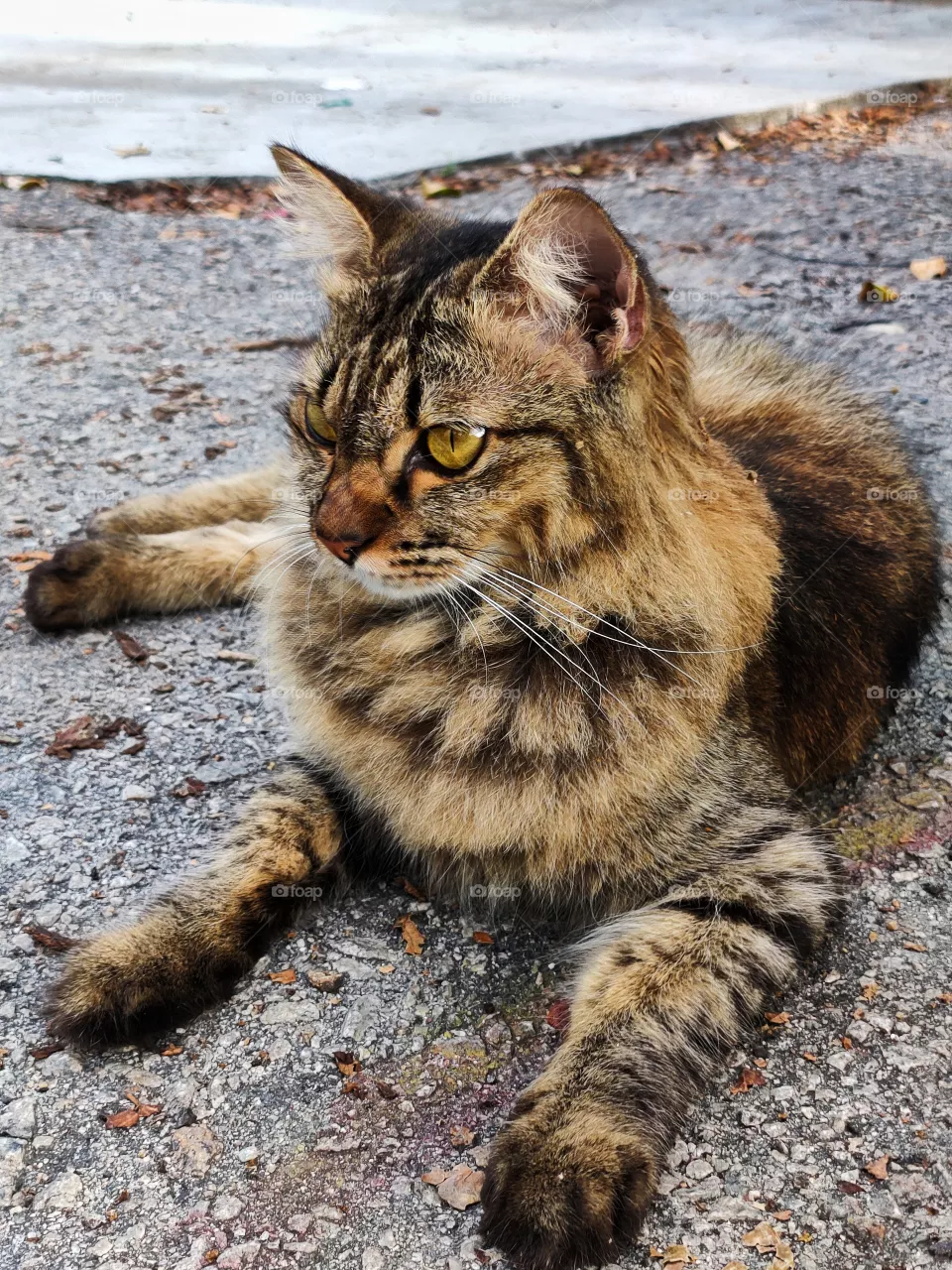 cute cat