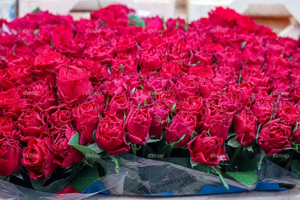 Red roses