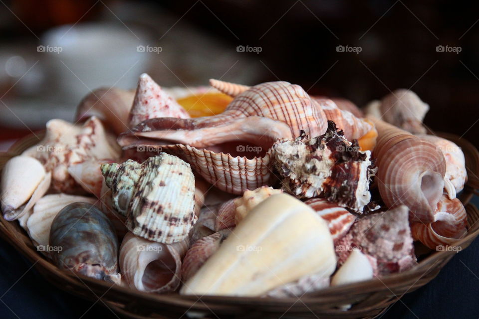 Sea shells