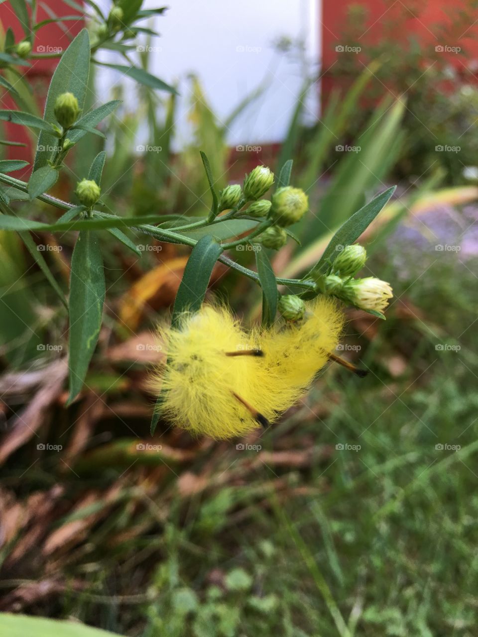 American dagger moth caterpillar 