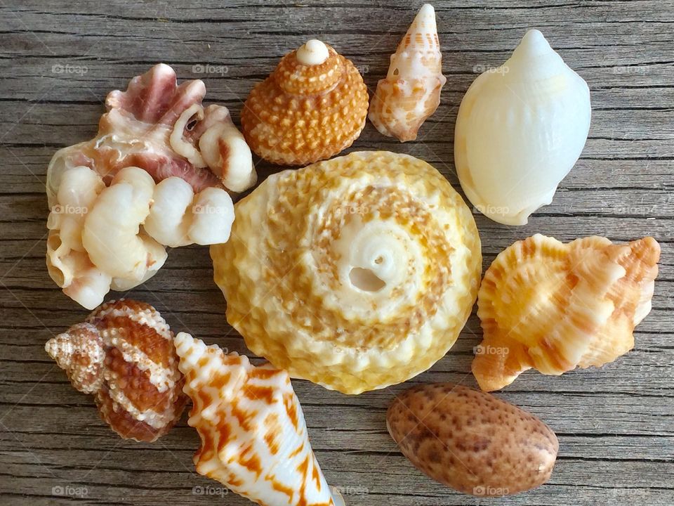 Sea shells on wooden table