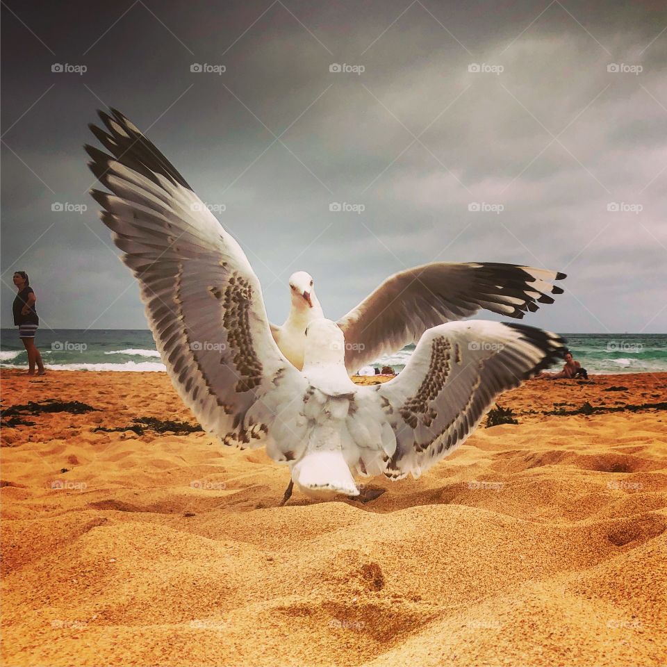 Gulls arguing on the beach 