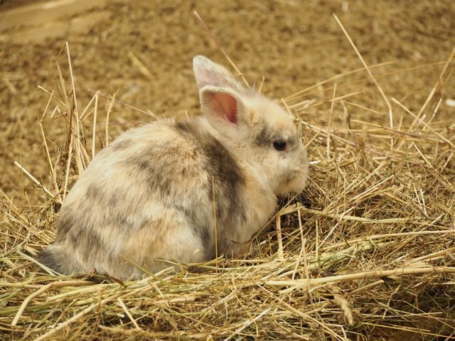 Rabbit