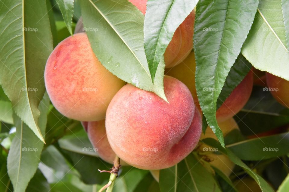 Peaches
