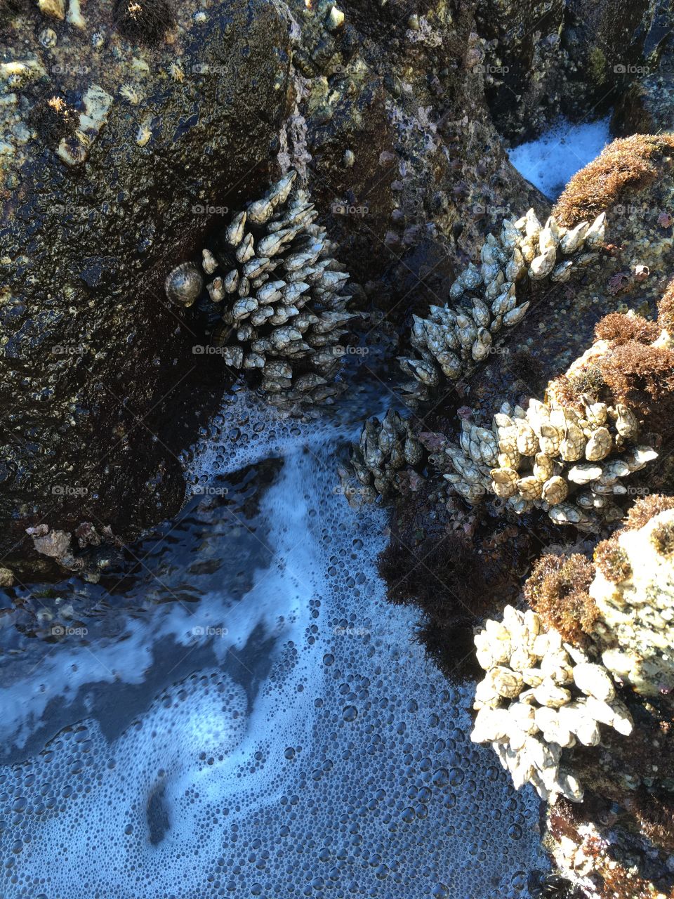Shells attached to rocks in a tide pool filled with frothy water