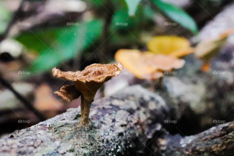 Mushrooms that thrive in the rainy season