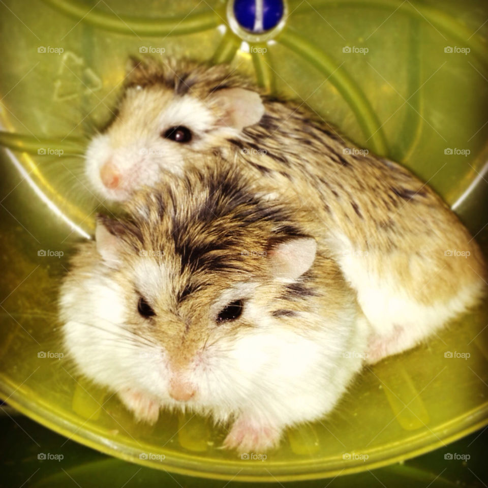 Hamster sisters cuddling.