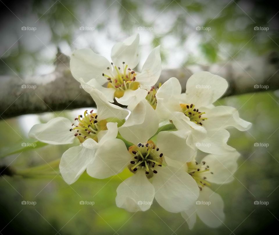 Pear tree blossoms