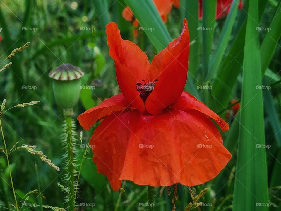 Red poppy in a green field