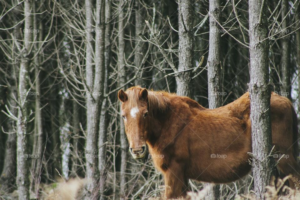 a horse in the wild