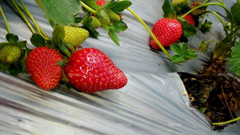 Strawberry Garden🍓🍓🍓🍓🍓