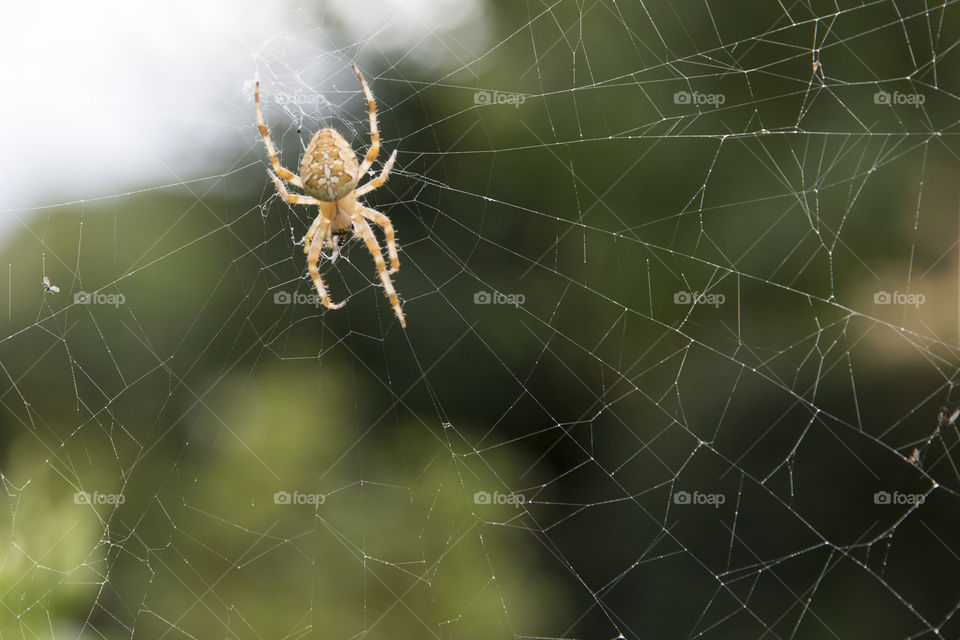 Cross spider climbing the web - spindel i nät
