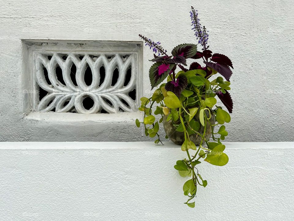 Money plant in a Minimalist style