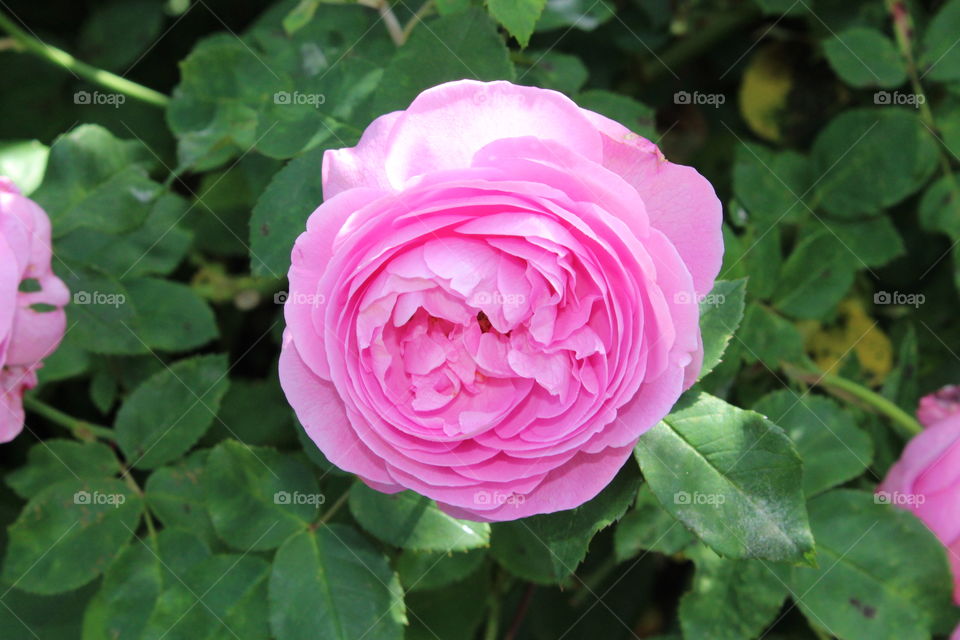 Pink flower close up