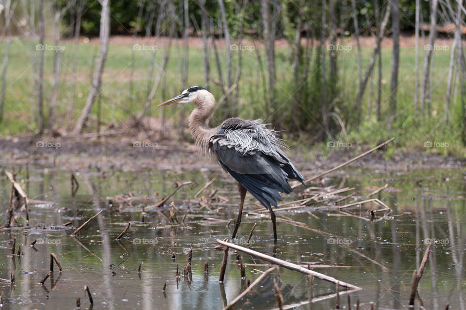 Bird, Wildlife, Water, Nature, Marsh