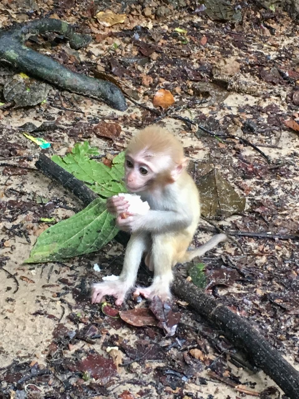 Asian Myanmar cute little monkey eating  summer garden trip lovely adorable 