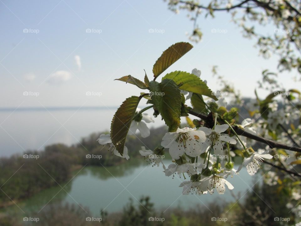 Cherry blossom branch on the background of the lake