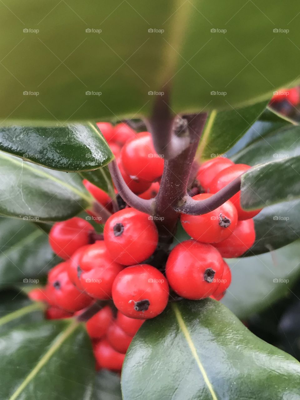 Winter berries 