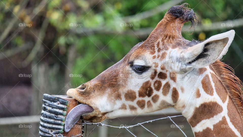 Close-up of giraffe licking wooden post