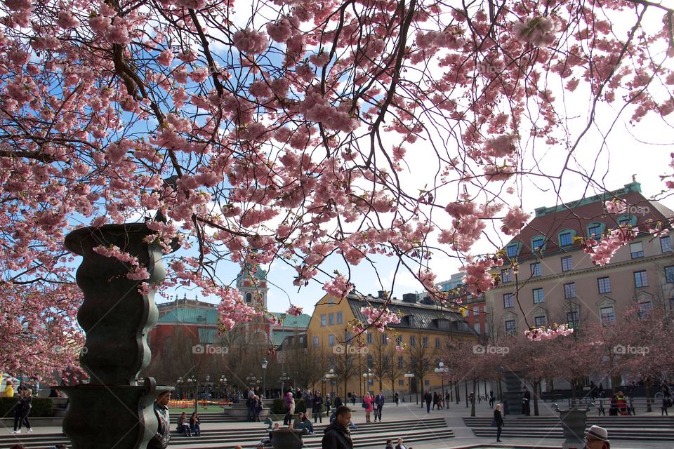 springtime in the Royal Garden, Stockholm, Sweden