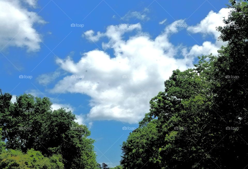 Sky Picture with Trees