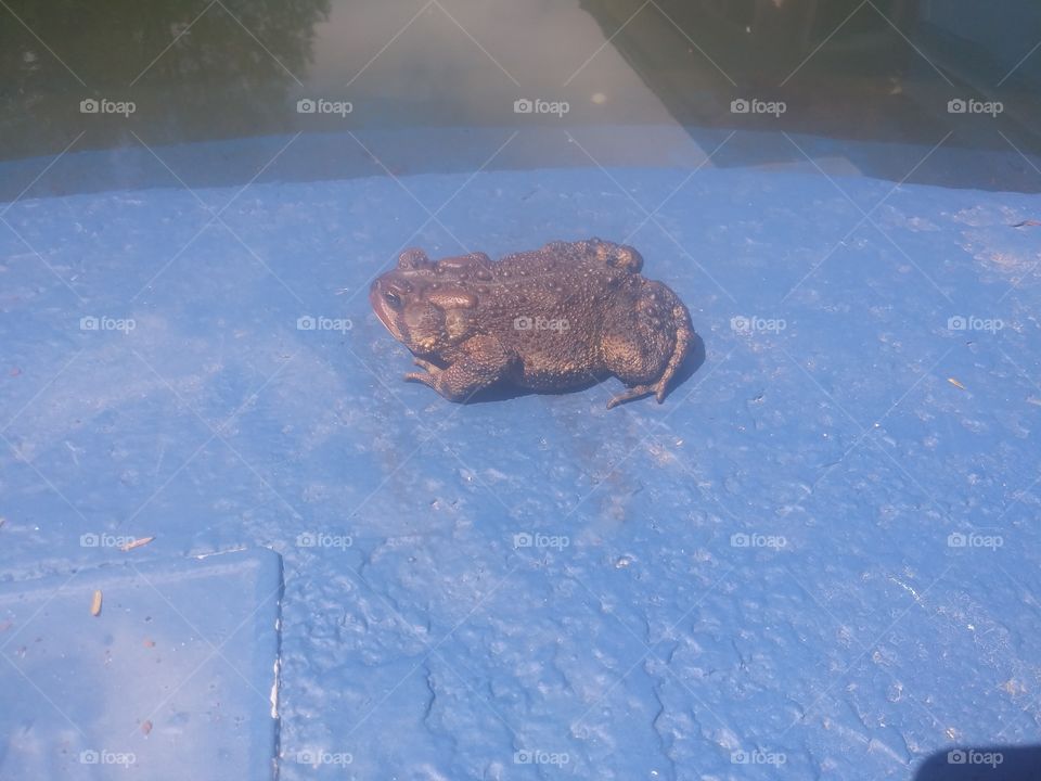 Natural basking. #Toads