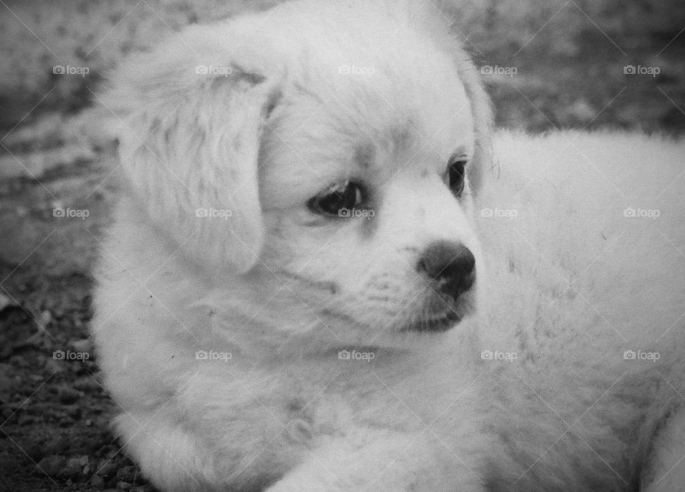 Puppy in black and white