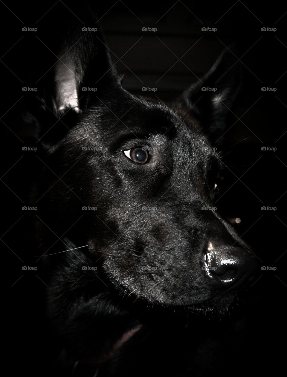 Black German Shepherd