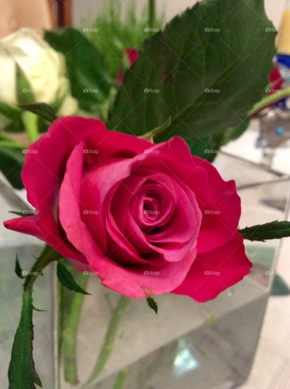 Pink rose