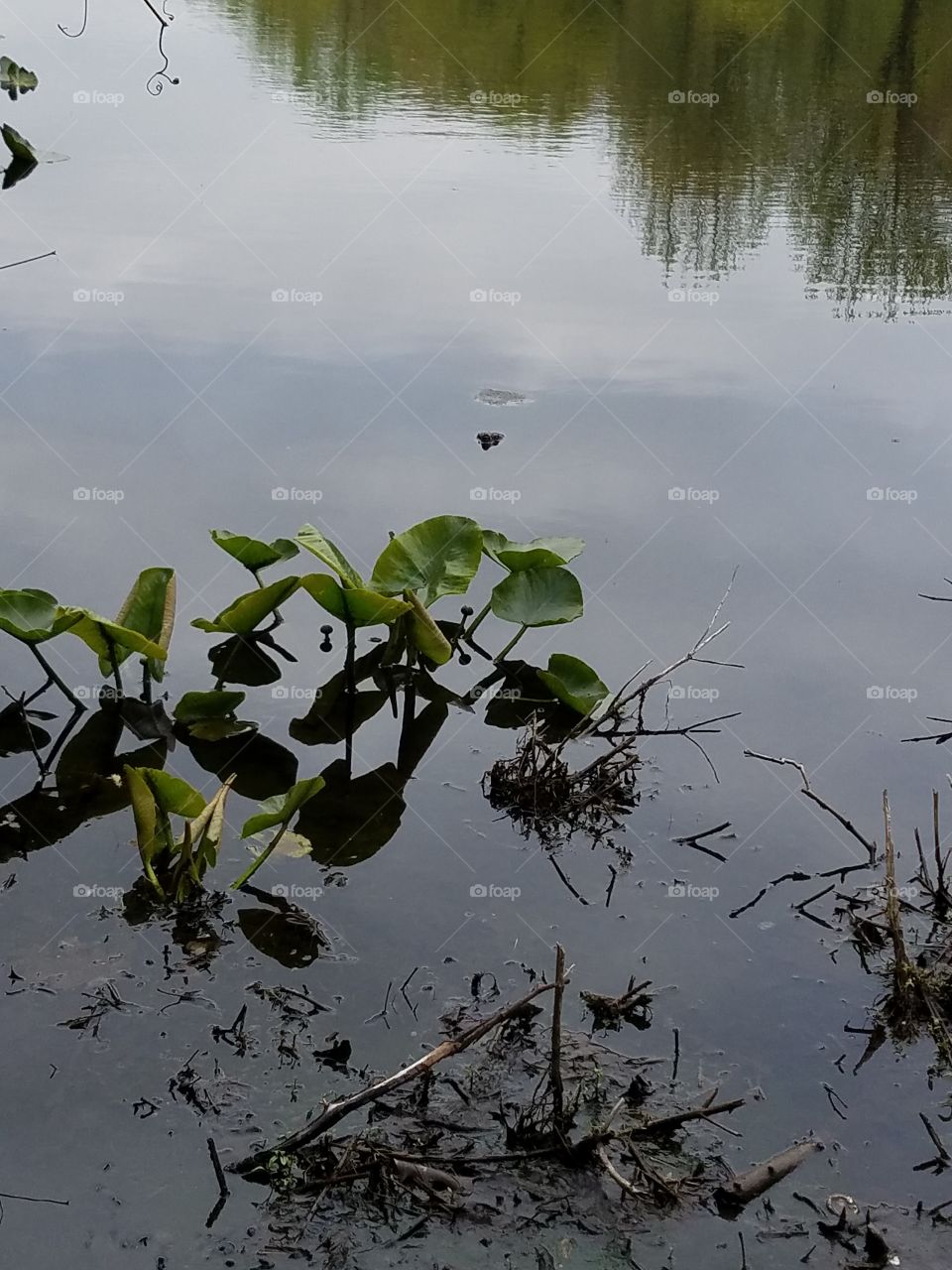 Plants in water with turtle head peeking up out of the water