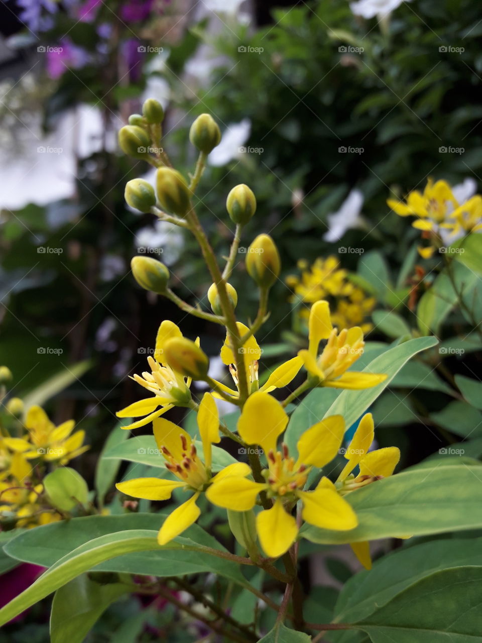 small yellow blooming flowers and  yellow flower buds on the posy.