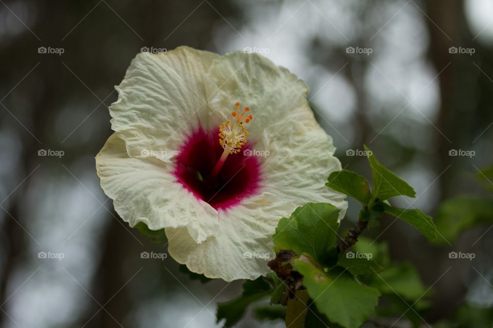 Hibiscus in Bloom