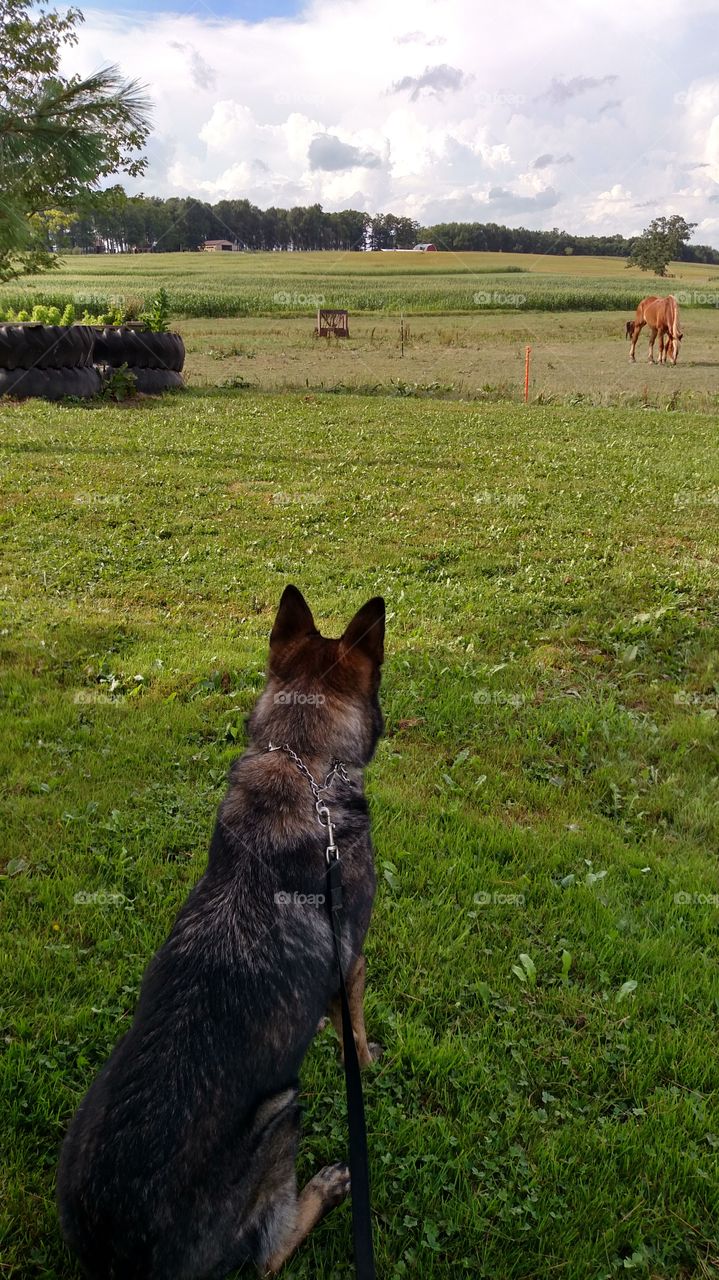 Mammal, Farm, No Person, Livestock, Cavalry