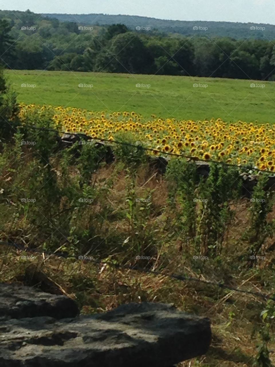 Sunflower farm 