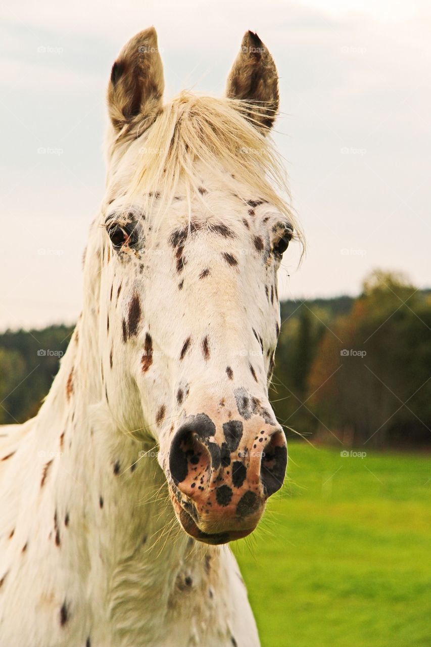 White horses head