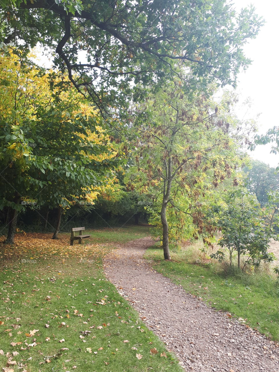 Tree, Leaf, Nature, Wood, Landscape