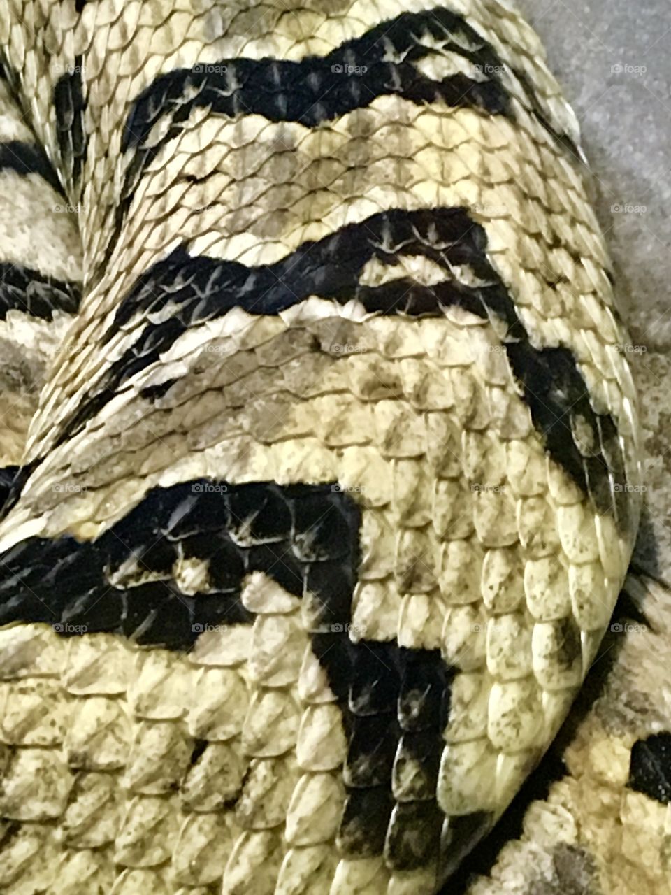 Close up of rattlesnake scales at the Lowry Park Zoo in Tampa, Florida. 