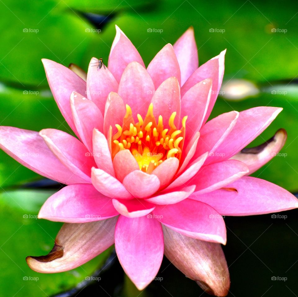 Beautiful water lily in the pond 