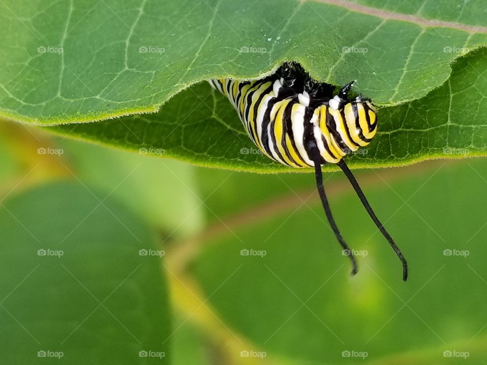 Monarch caterpillar on milk weed