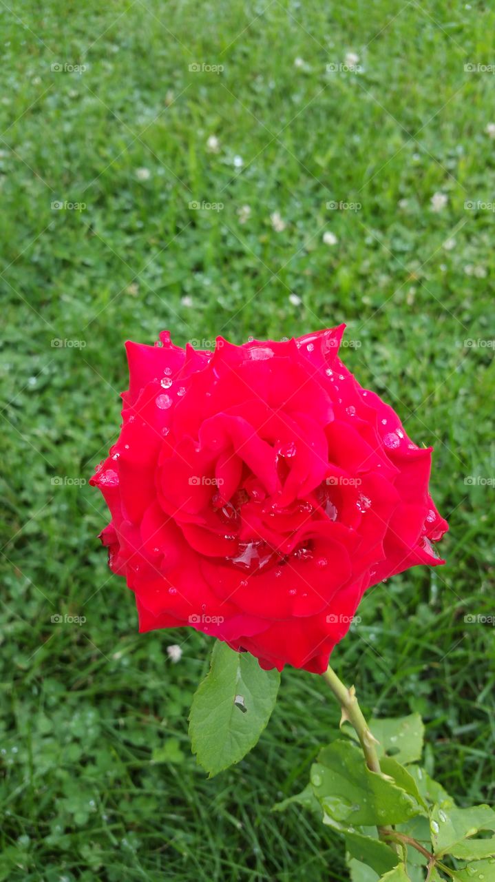 red rose after the rain