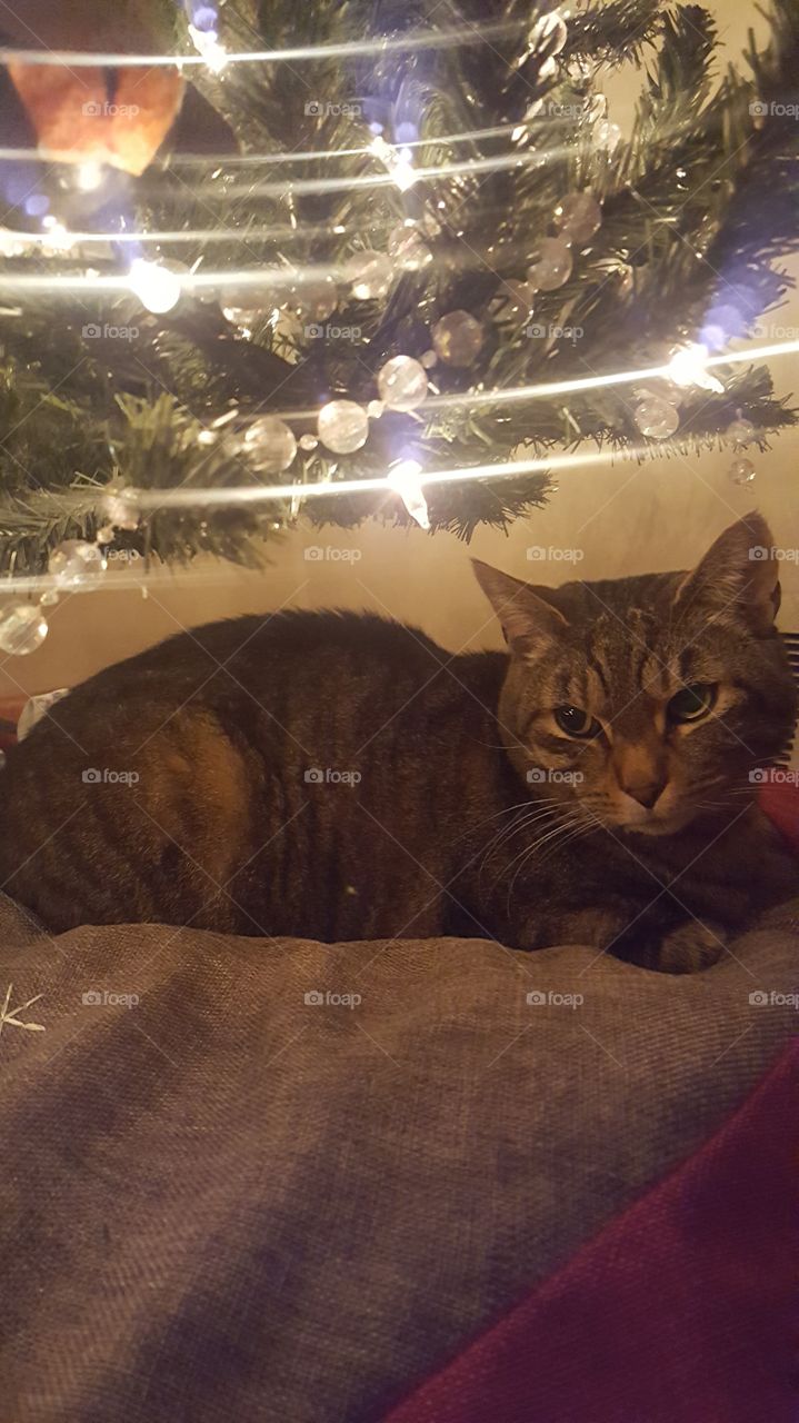 nestled under the 🌲