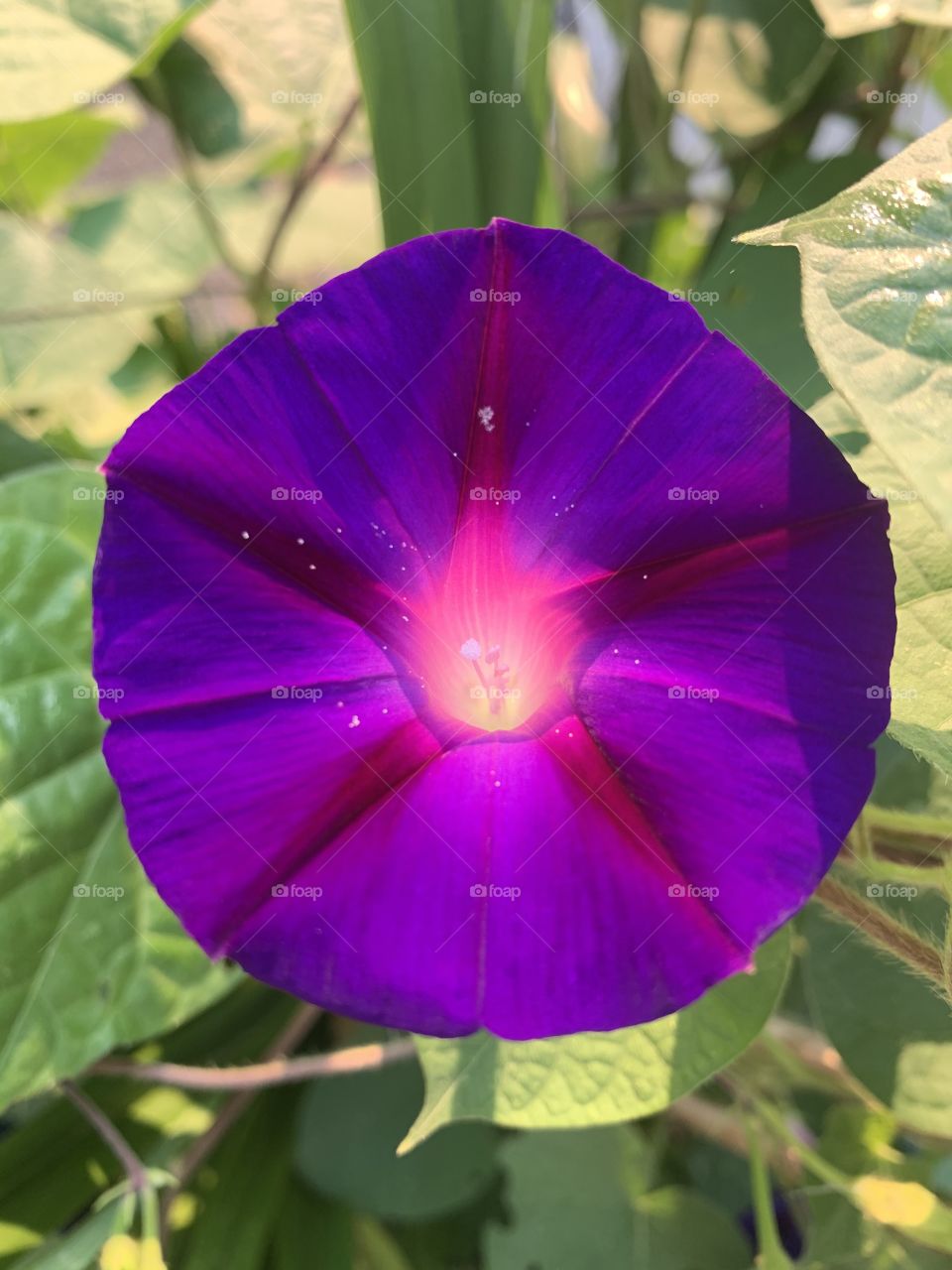 Vibrant Morning Glory welcoming the day! 🌸🍃 