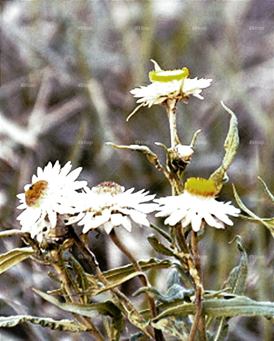 Flores do campo