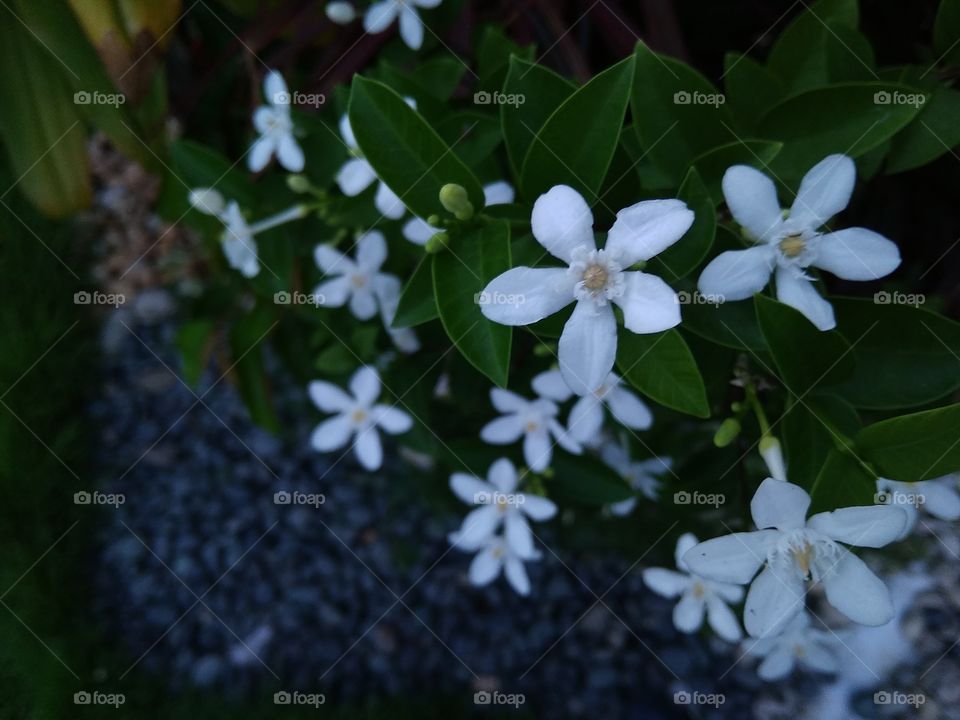 Twinkle twinkle white flowers.