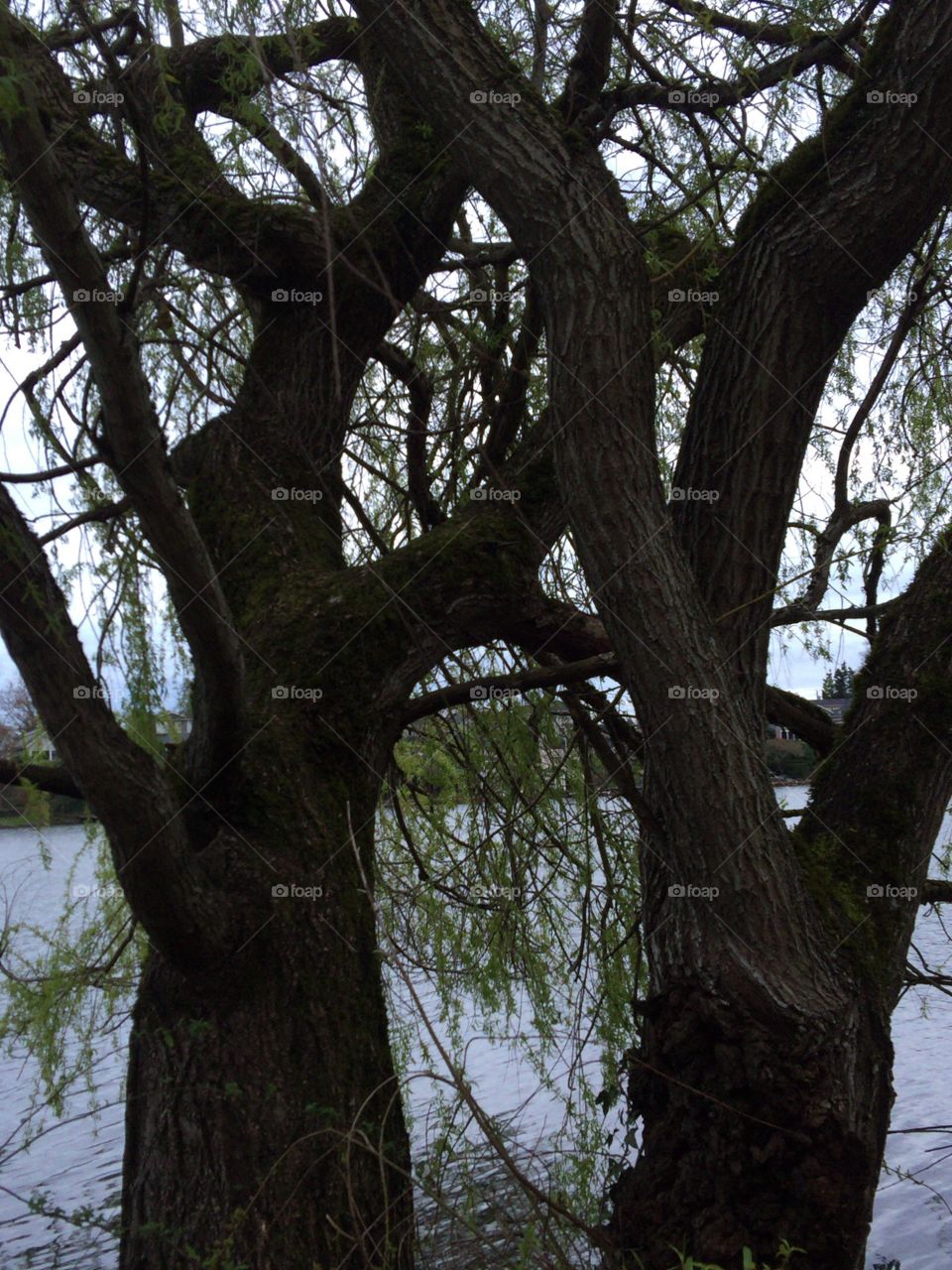 Trees On A Lake
