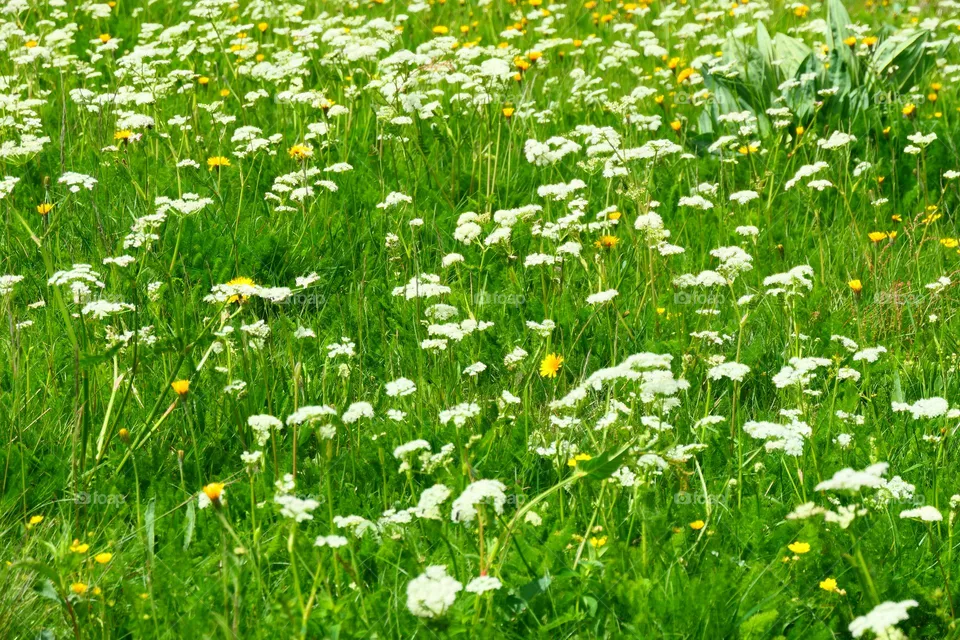 Weiße Wiesenblumen