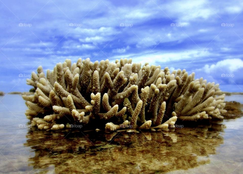 Coral rises above the water line at low tide on Kwajalein Atoll. Blue skies bright in the backdrop.
