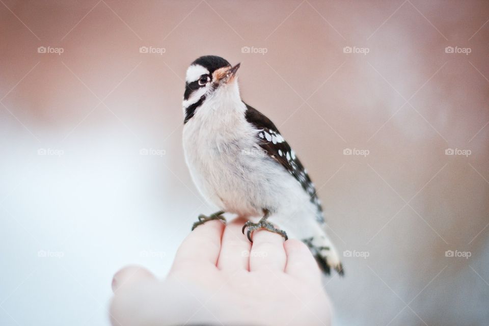 Woodpecker on Hand